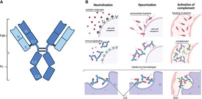 Immunoglobulin Glycosylation – An Unexploited Potential for Immunomodulatory Strategies in Farm Animals